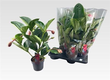 Горшечные цветы и растения оптом Medin Mag 3 Etages 6 Bloemen от 4шт из Голландии с доставкой по России