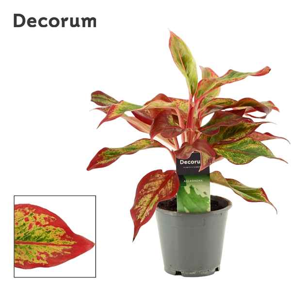 Горшечные цветы и растения оптом Aglaonema Red Fire (decorum) от 10шт из Голландии с доставкой по России