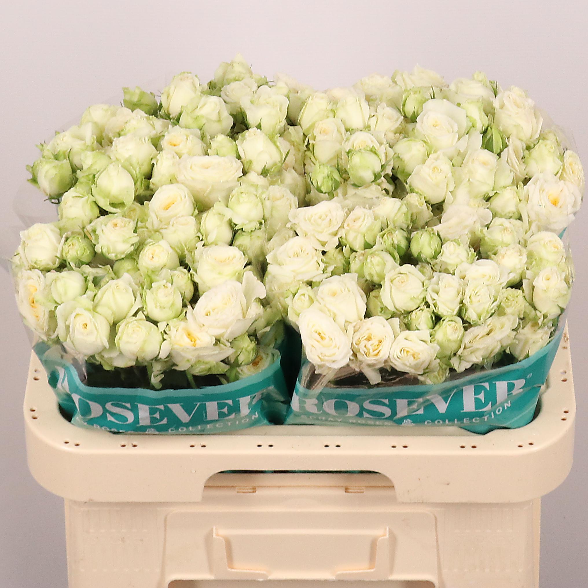 Срезанные цветы оптом Rosa spray от 40шт из Голландии с доставкой по России