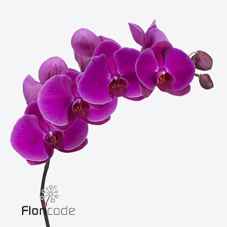 Срезанные цветы оптом Phalaenopsis beau monde (per stem) от 8шт из Голландии с доставкой по России