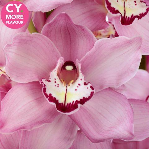 Срезанные цветы оптом Cymbidium pink geisha girl от 6шт.. из Голландии с доставкой по России