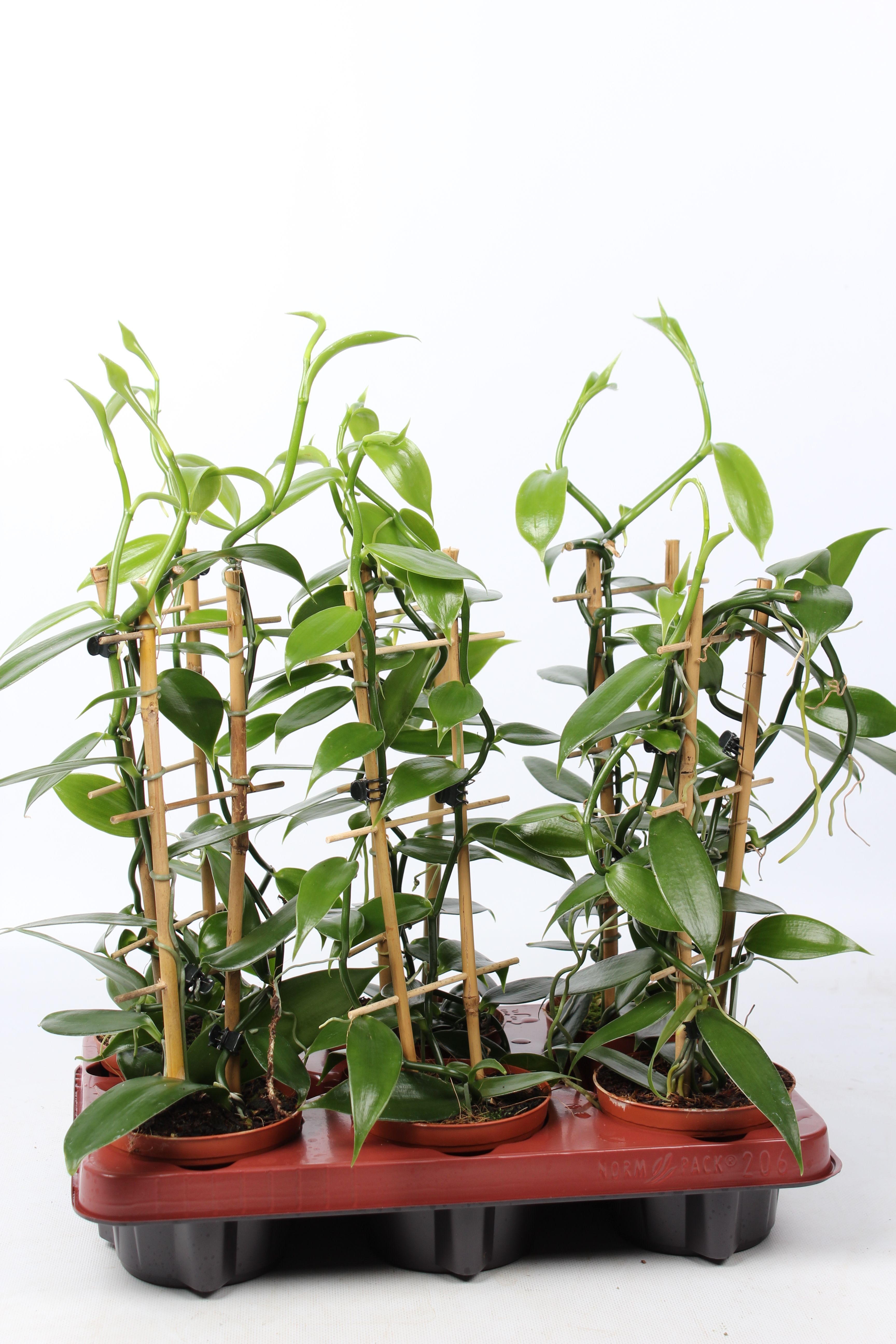 Горшечные цветы и растения оптом Vanilla Planifolia Groen Met Rekje от 6шт из Голландии с доставкой по России