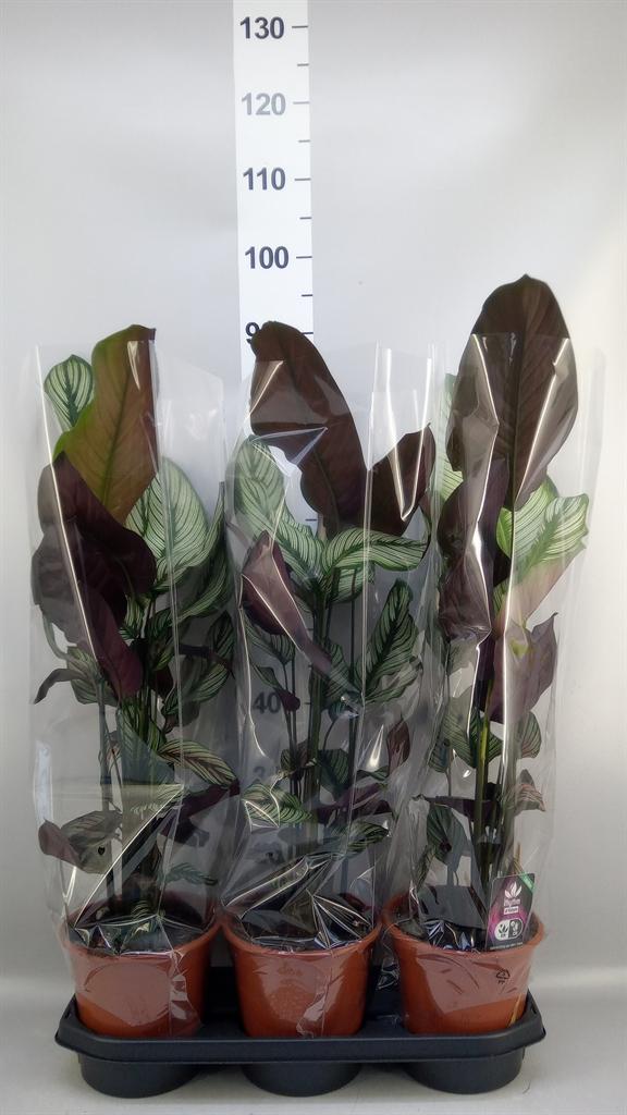Горшечные цветы и растения оптом Calathea Majestica whitestar от 3шт из Голландии с доставкой по России