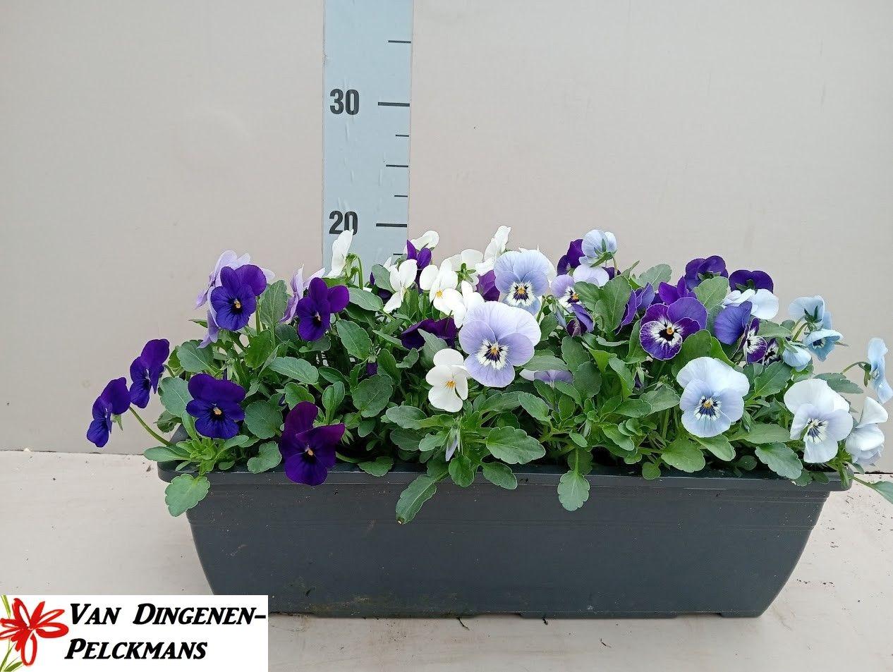 Горшечные цветы и растения оптом Vio Co Sorbet Gem от 1шт из Голландии с доставкой по России