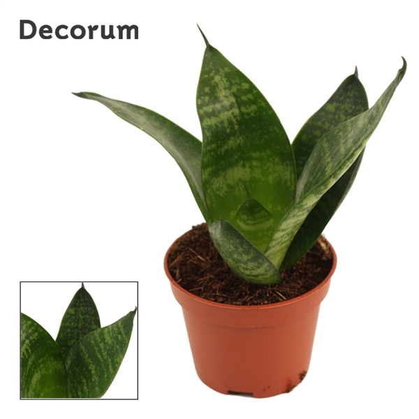 Горшечные цветы и растения оптом Sansevieria Hahnii Green Hahnii (decorum) от 14шт (для телеги) из Голландии с доставкой по России