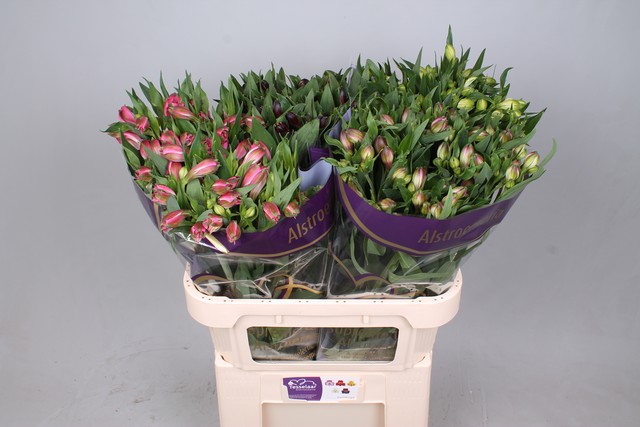 Срезанные цветы оптом Alstroemeria mix in bucket от 50шт из Голландии с доставкой по России