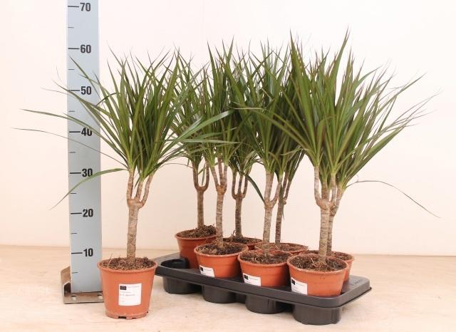 Горшечные цветы и растения оптом Dra Marginata от 8шт из Голландии с доставкой по России