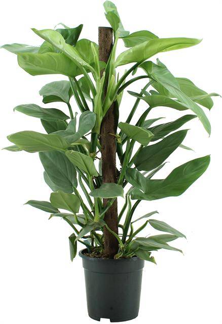 Горшечные цветы и растения оптом Philodendron Silver Queen от 1шт из Голландии с доставкой по России