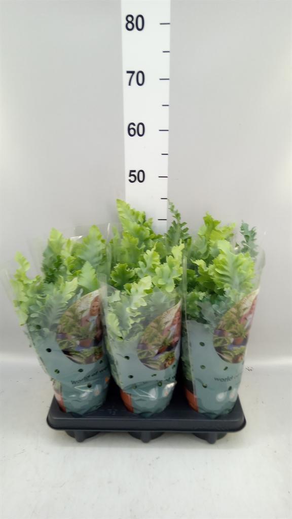 Горшечные цветы и растения оптом Phlebodium Aureum davana от 6шт из Голландии с доставкой по России