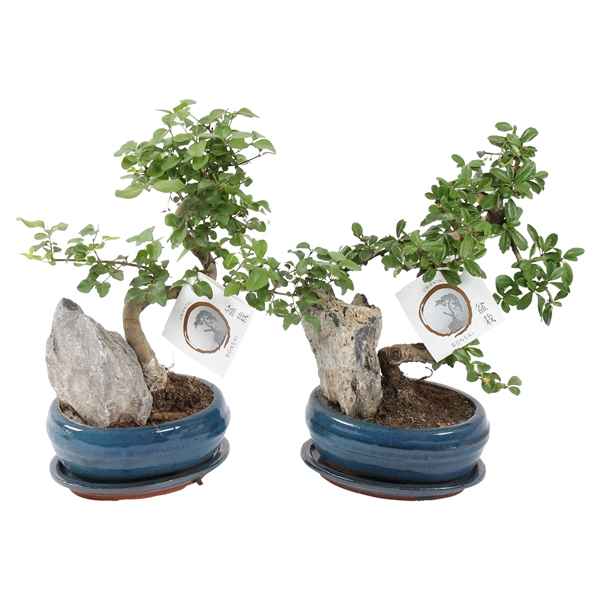 Горшечные цветы и растения оптом Bonsai Mix With Rock In Ceramic With Saucer от 5шт из Голландии с доставкой по России