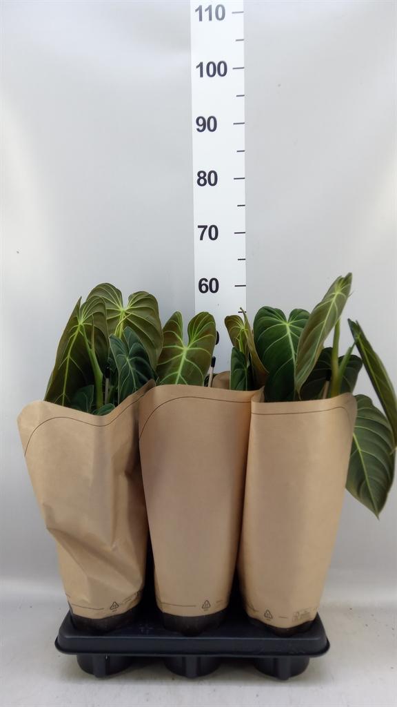 Горшечные цветы и растения оптом Philodendron Melanochrysum от 6шт из Голландии с доставкой по России