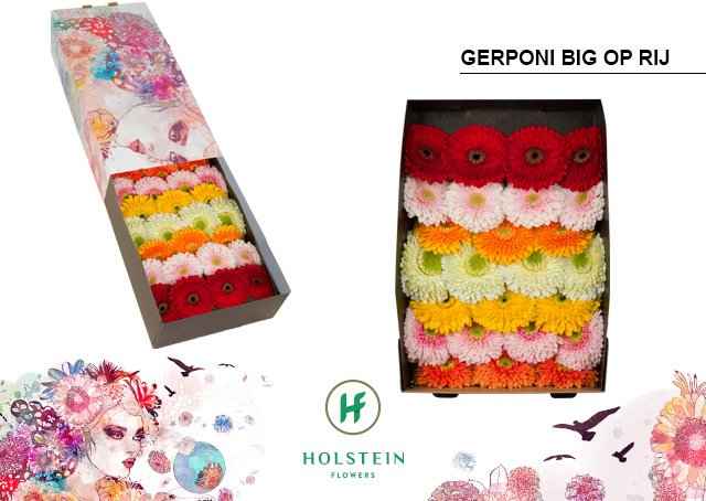 Срезанные цветы оптом Gerbera gerponi big mix in row от 50шт из Голландии с доставкой по России