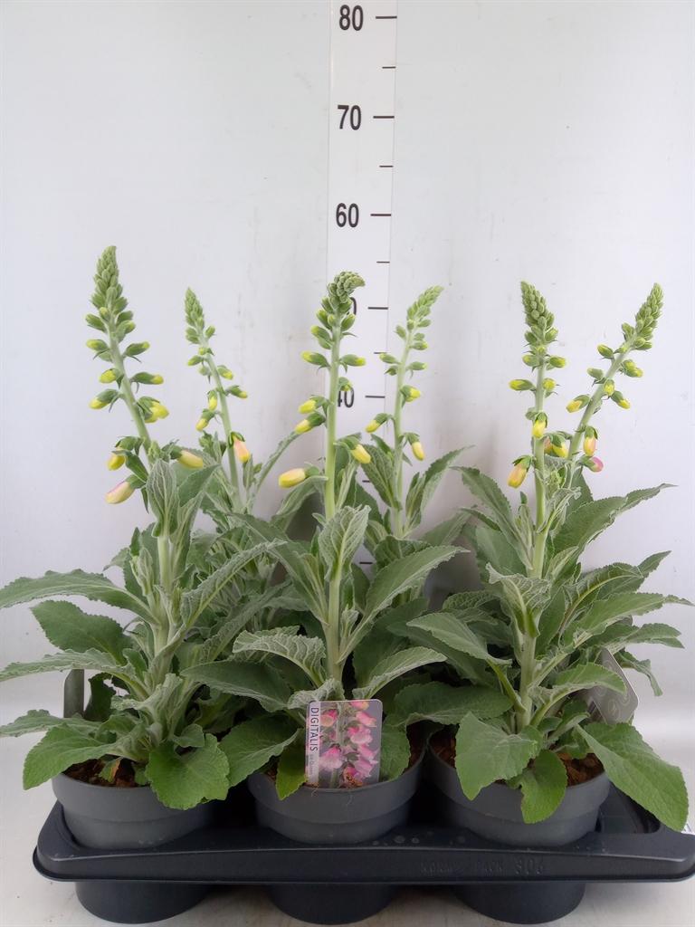 Горшечные цветы и растения оптом Digitalis   ... от 6шт из Голландии с доставкой по России