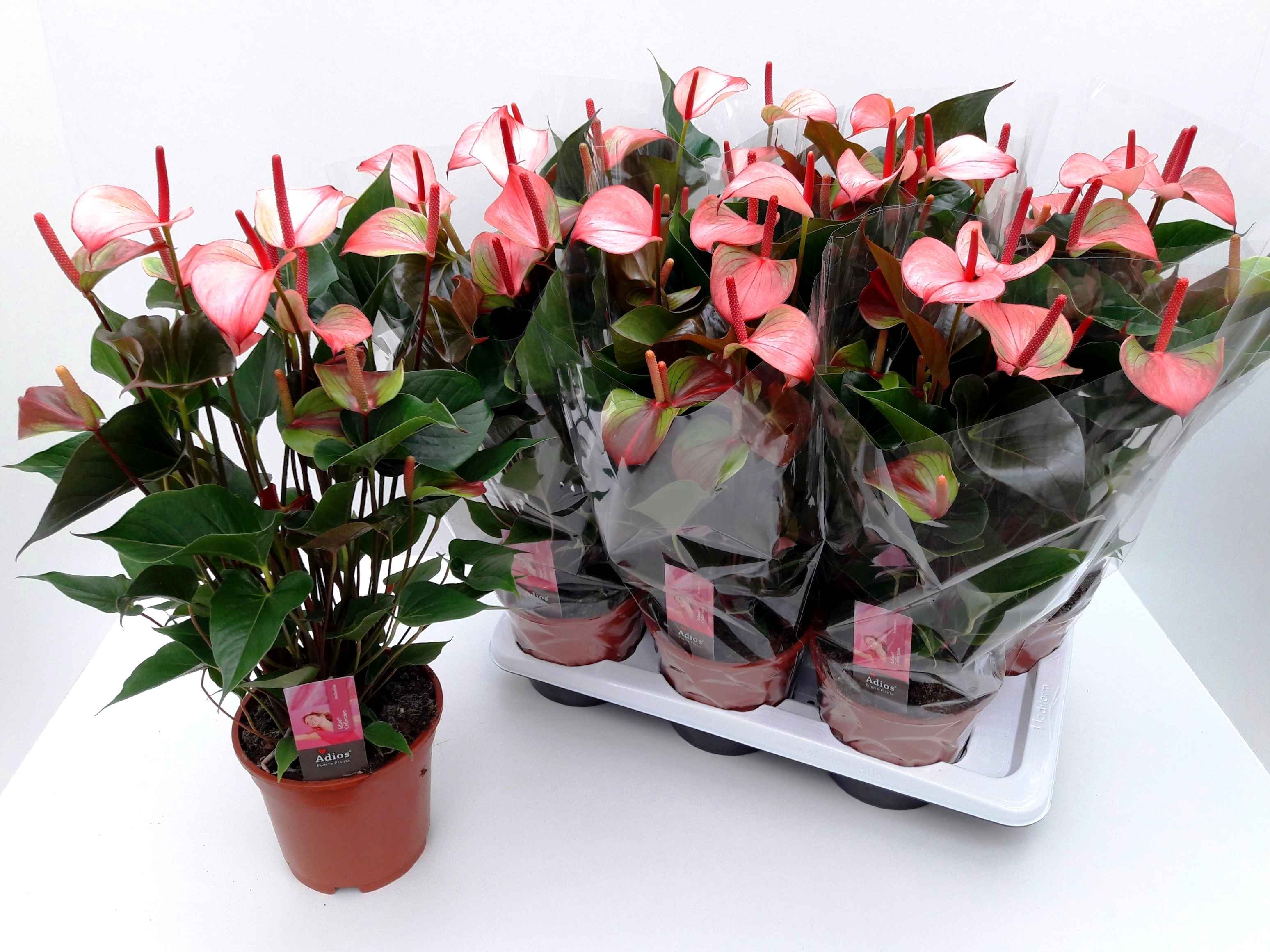 Горшечные цветы и растения оптом Anthu Pr Am Hot Lips от 6шт из Голландии с доставкой по России