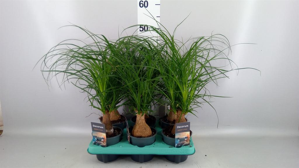 Горшечные цветы и растения оптом Beaucarnea Recht 12 Cm In Carly (ne от 6шт из Голландии с доставкой по России
