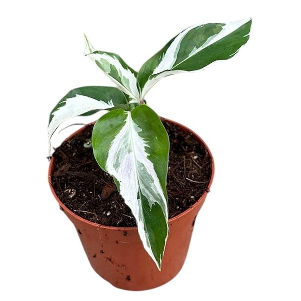 Горшечные цветы и растения оптом Calathea White Fusion от 1шт (для телеги) из Голландии с доставкой по России