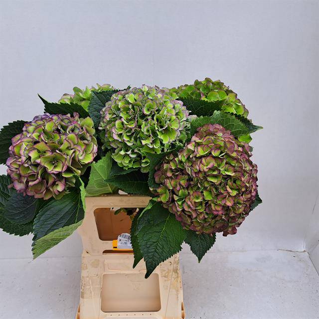 Срезанные цветы оптом Hydrangea green purple edge special от 5шт из Голландии с доставкой по России