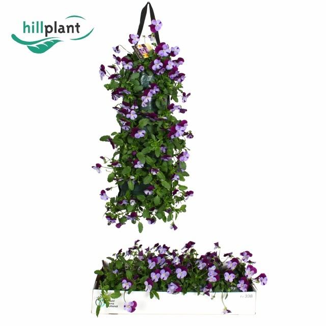 Горшечные цветы и растения оптом Vio Co Em Denim Jup от 2шт из Голландии с доставкой по России