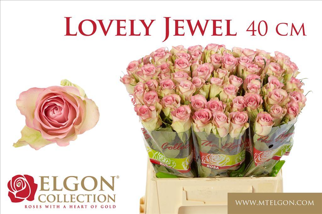 Срезанные цветы оптом Rosa large lovely jewel от 60шт из Голландии с доставкой по России