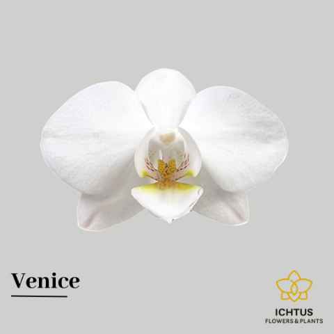 Срезанные цветы оптом Phalaenopsis venice (per flower) от 40шт из Голландии с доставкой по России