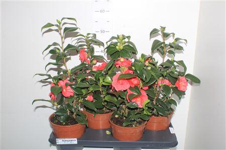 Горшечные цветы и растения оптом ** Came Japonica 15+ * Spring Deal* от 4шт из Голландии с доставкой по России