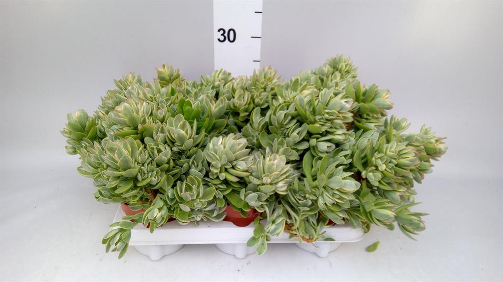 Горшечные цветы и растения оптом Crassula ... от 6шт из Голландии с доставкой по России