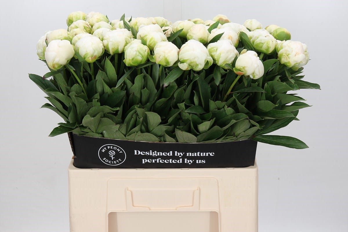 Срезанные цветы оптом Paeonia claude tain от 60шт из Голландии с доставкой по России