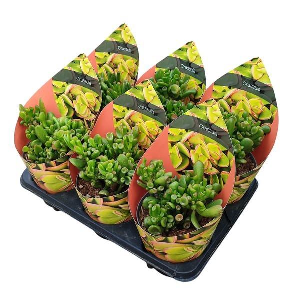 Горшечные цветы и растения оптом Crassula Portulacea Gollum - Pot Ø 14with Potcover от 6шт из Голландии с доставкой по России