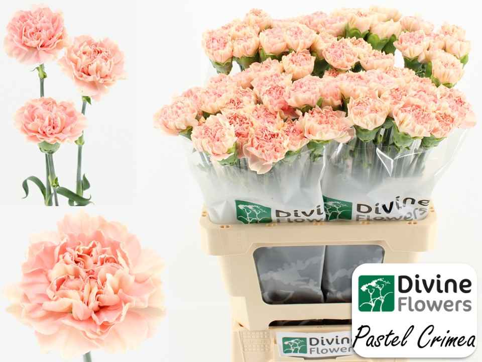 Срезанные цветы оптом Dianthus st pastel crimea от 80шт из Голландии с доставкой по России