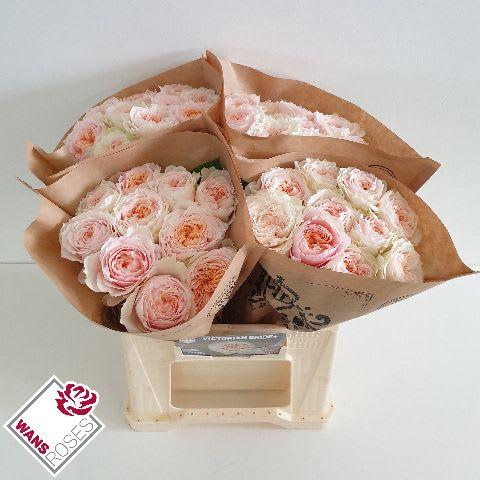 Срезанные цветы оптом Rosa garden victorian bride+ от 40шт из Голландии с доставкой по России