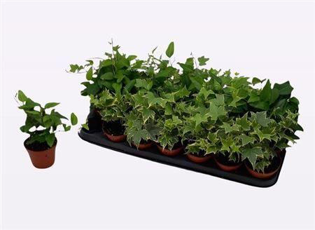 Горшечные цветы и растения оптом Hedera Mix от 21шт (для телеги) из Голландии с доставкой по России