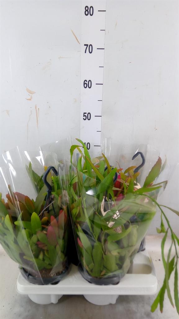 Горшечные цветы и растения оптом Rhipsalis   ... от 4шт из Голландии с доставкой по России