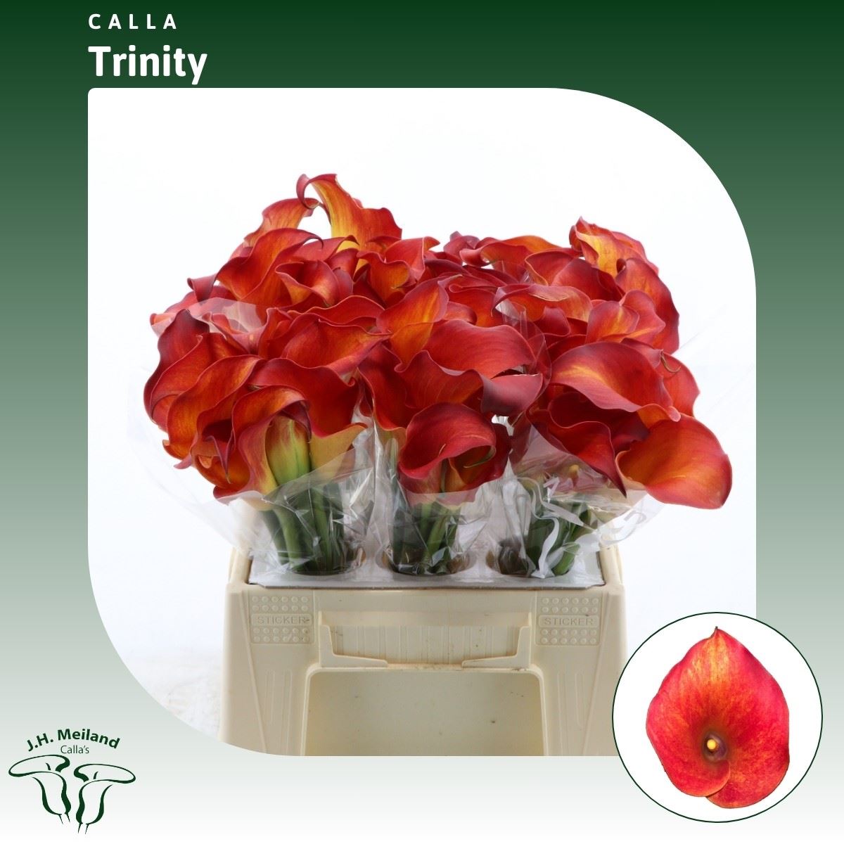 Срезанные цветы оптом Zantedeschia captain trinity от 60шт из Голландии с доставкой по России