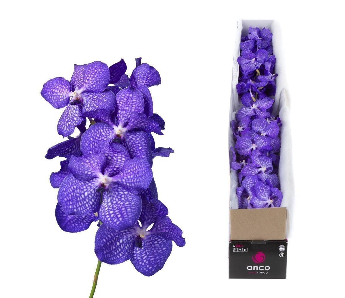 Срезанные цветы оптом Vanda blue magic per stem A от 8шт из Голландии с доставкой по России