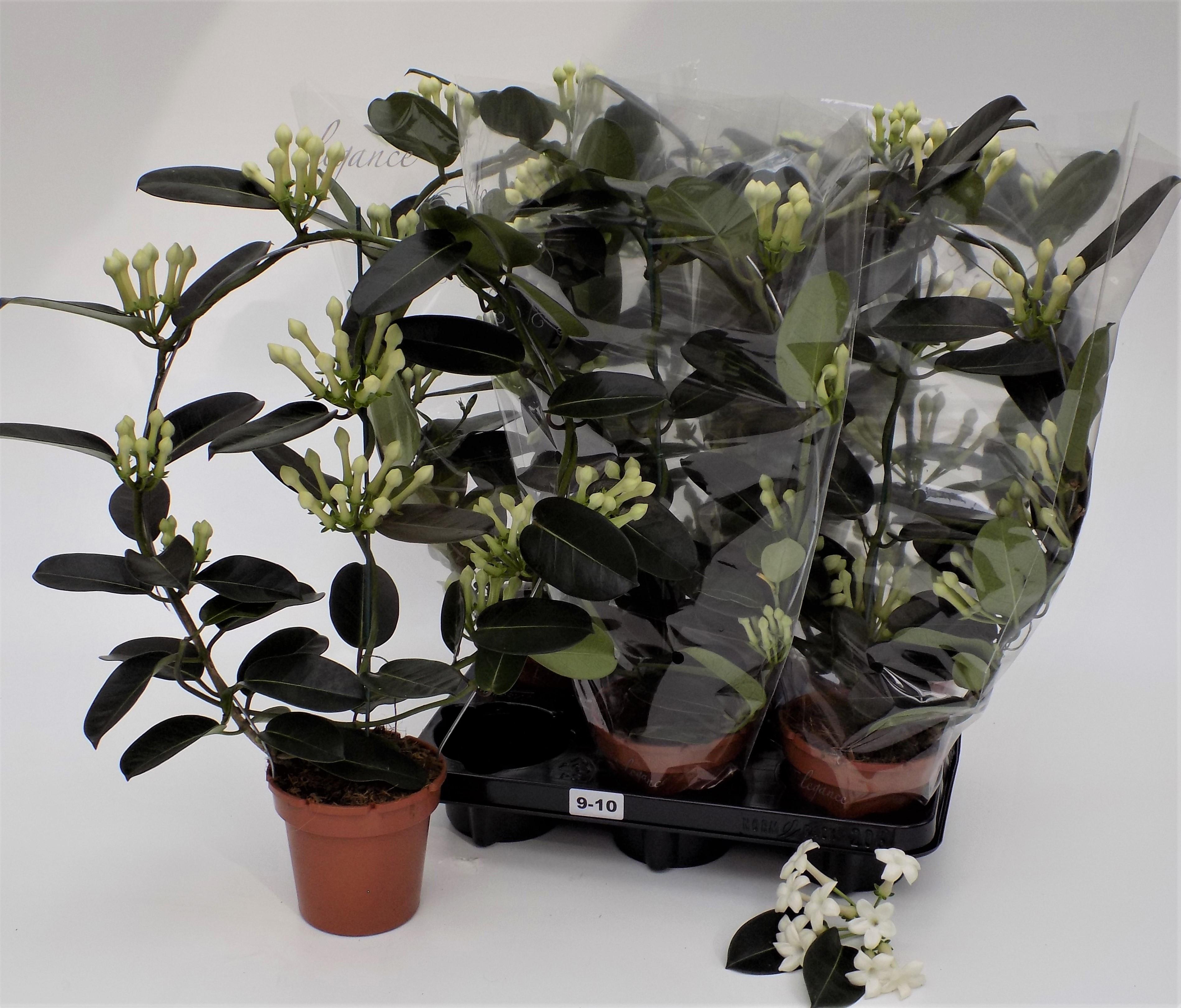 Горшечные цветы и растения оптом Steph Fl Ov от 6шт из Голландии с доставкой по России