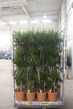 Горшечные цветы и растения оптом Dra Marginata 120-90-60-30-15 Cm от 1шт из Голландии с доставкой по России