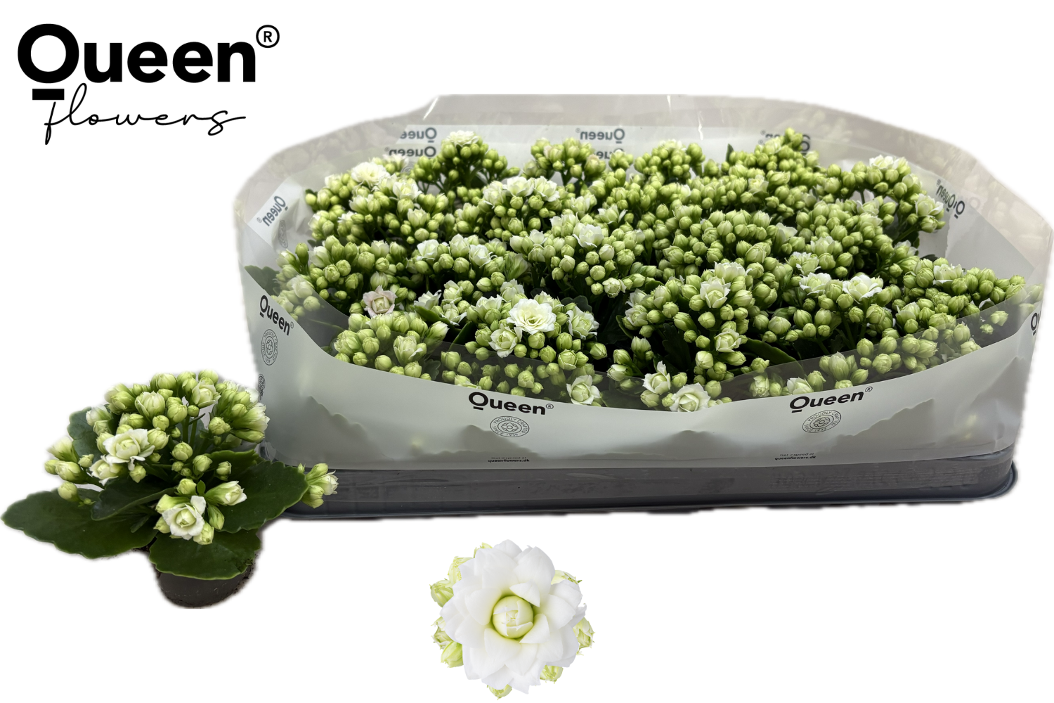 Горшечные цветы и растения оптом Kal Ge Rf Greta от 20шт (для телеги) из Голландии с доставкой по России