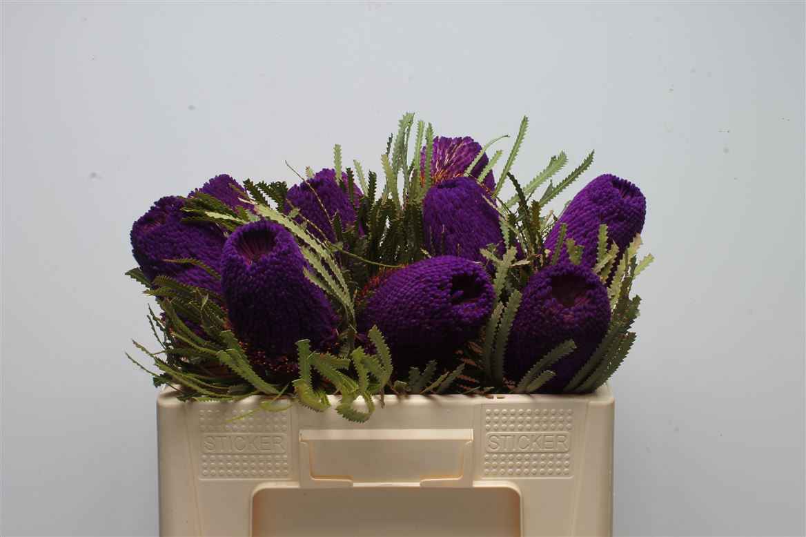 Срезанные цветы оптом Banksia paint hookeriana purple от 10шт из Голландии с доставкой по России