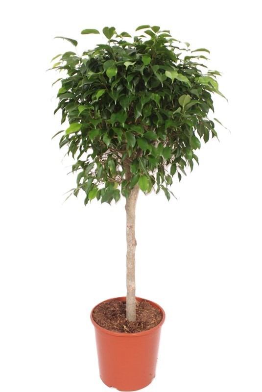 Горшечные цветы и растения оптом Ficus Columnar On Stem от 1шт из Голландии с доставкой по России