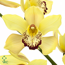 Срезанные цветы оптом Cymbidium yellow harmonie от 16шт. из Голландии с доставкой по России