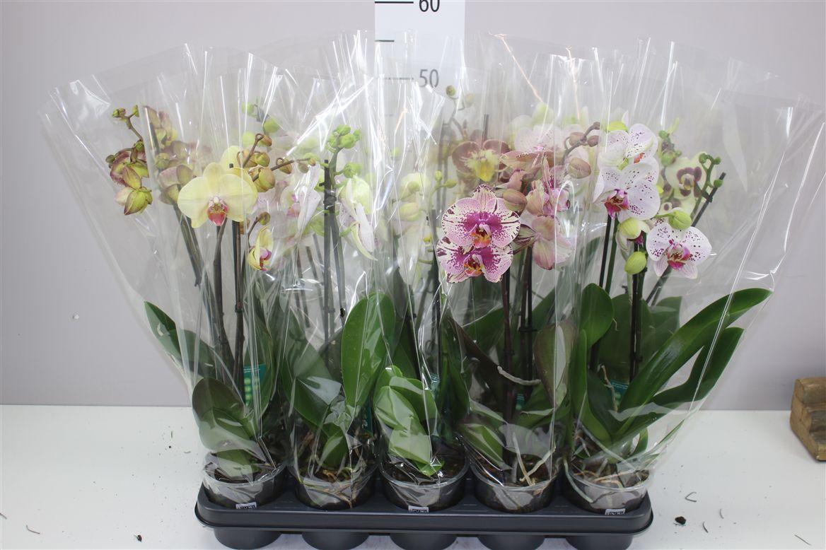 Горшечные цветы и растения оптом Phal Gemengd 2 Tak 12+ от 10шт из Голландии с доставкой по России