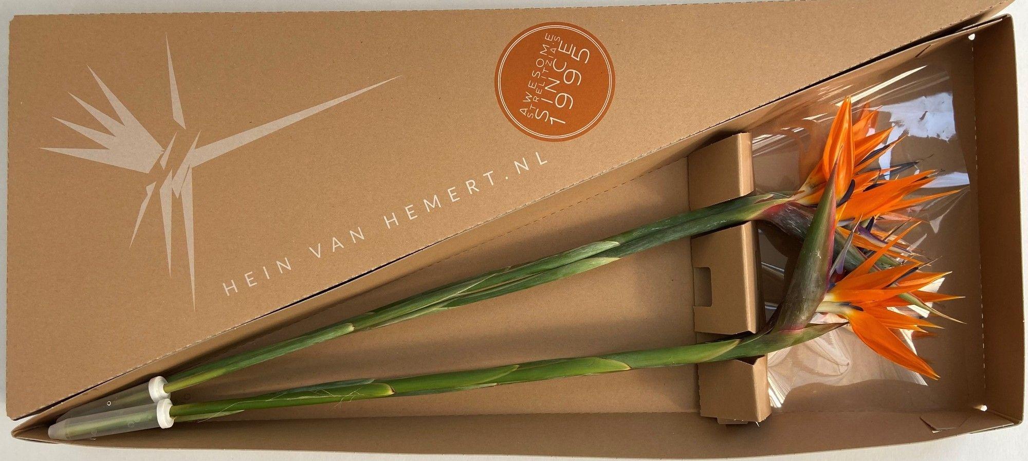 Срезанные цветы оптом Strelitzia triangle box от 6шт из Голландии с доставкой по России Срезанные цветы оптом Strelitzia triangle box от 6шт из Голландии с доставкой по России