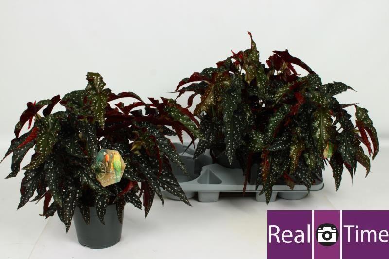 Горшечные цветы и растения оптом Beg Ma Black Forest от 3шт (для телеги) из Голландии с доставкой по России