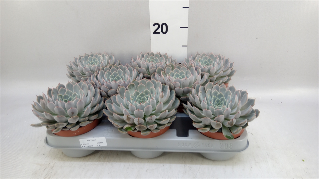 Горшечные цветы и растения оптом Echeveria Cuspidata от 8шт из Голландии с доставкой по России