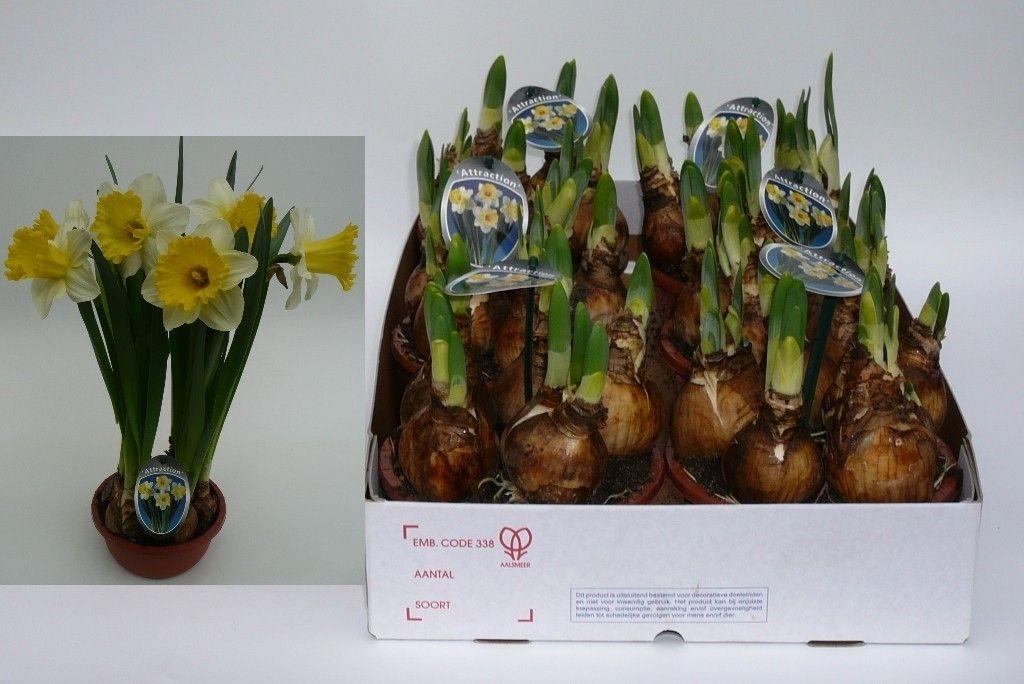 Горшечные цветы и растения оптом Narc T Attraction от 7шт из Голландии с доставкой по России