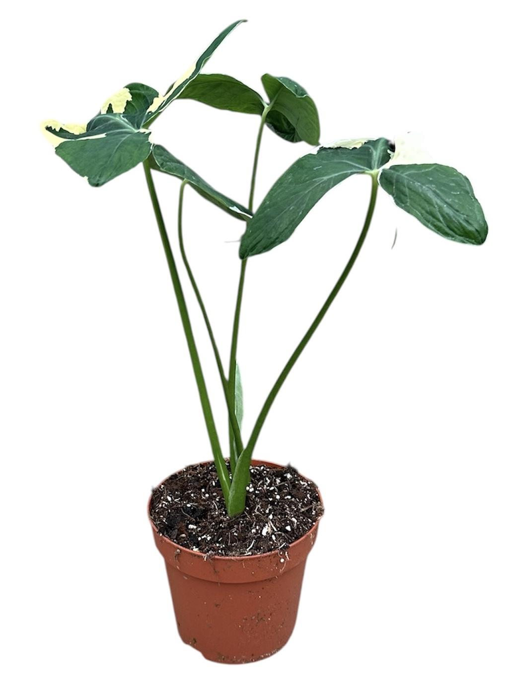 Горшечные цветы и растения оптом Alocasia Mickey Mouse от 1шт (для телеги) из Голландии с доставкой по России