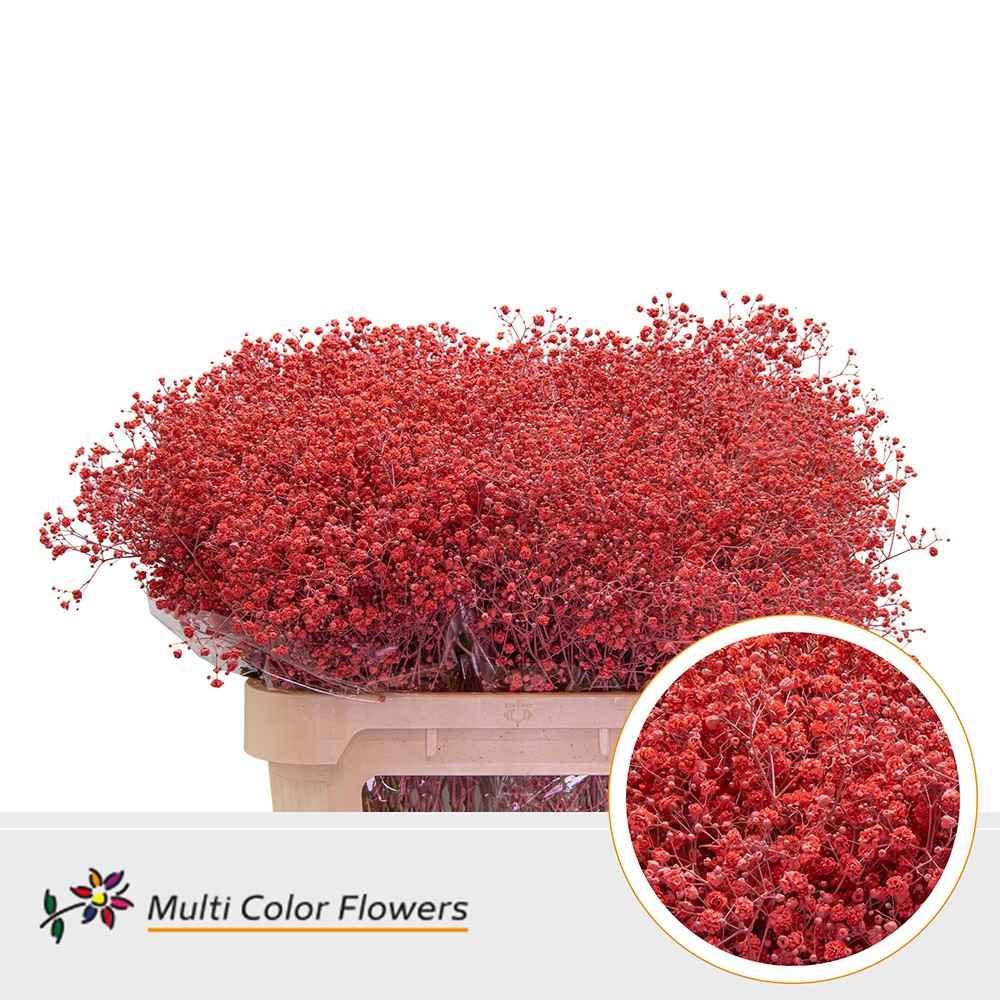 Срезанные цветы оптом Gyps large paint coral от 50шт из Голландии с доставкой по России