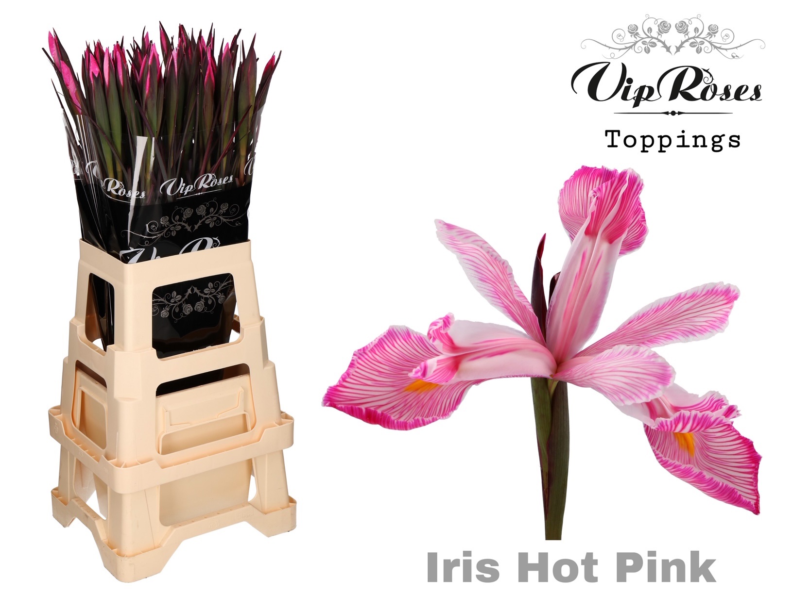 Срезанные цветы оптом Iris paint hot pink от 50шт из Голландии с доставкой по России Срезанные цветы оптом Iris paint hot pink от 50шт из Голландии с доставкой по России