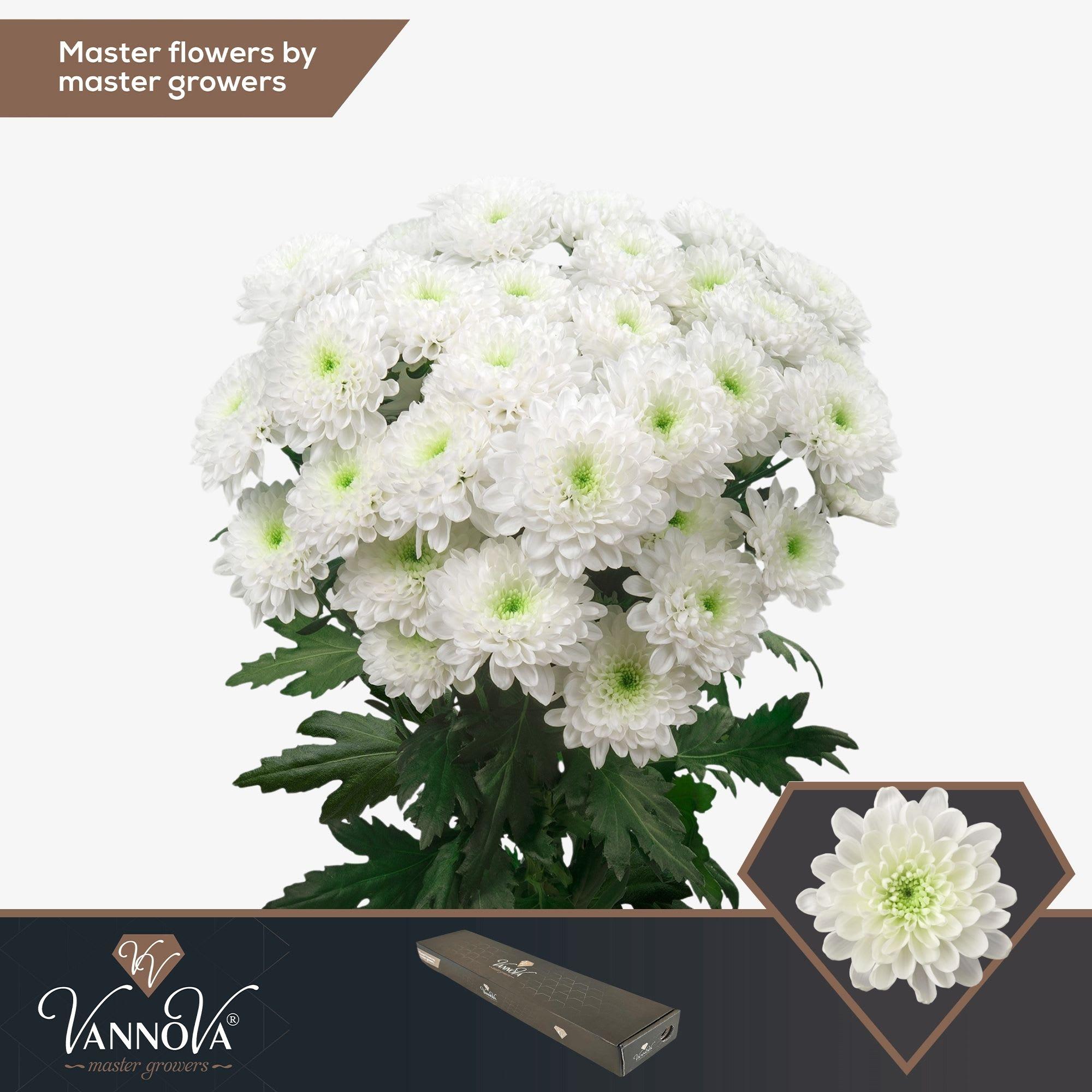 Срезанные цветы оптом Chrys sp altaj от 20шт из Голландии с доставкой по России