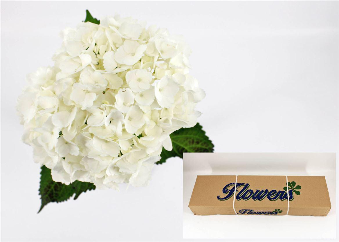 Срезанные цветы оптом Hydrangea therese от 35шт из Голландии с доставкой по России